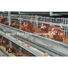 Euro Standard Layer Chicken Cage Equipment